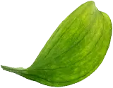 Organia